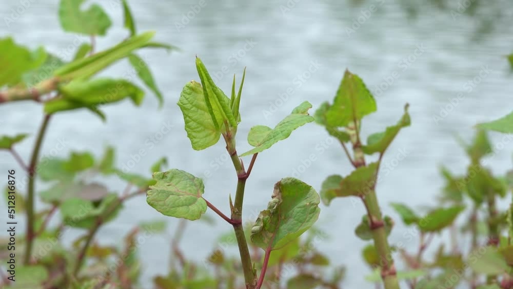Invasive Reynoutria Japonica Flowering Plant By The River Invasive Reynoutria Japonica Flowering Plant By The River