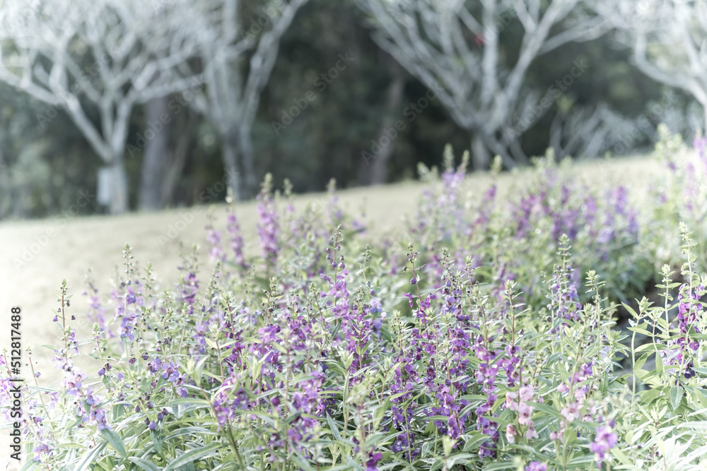 Obraz premium Field of Blue salvia flowers.(selective focus)