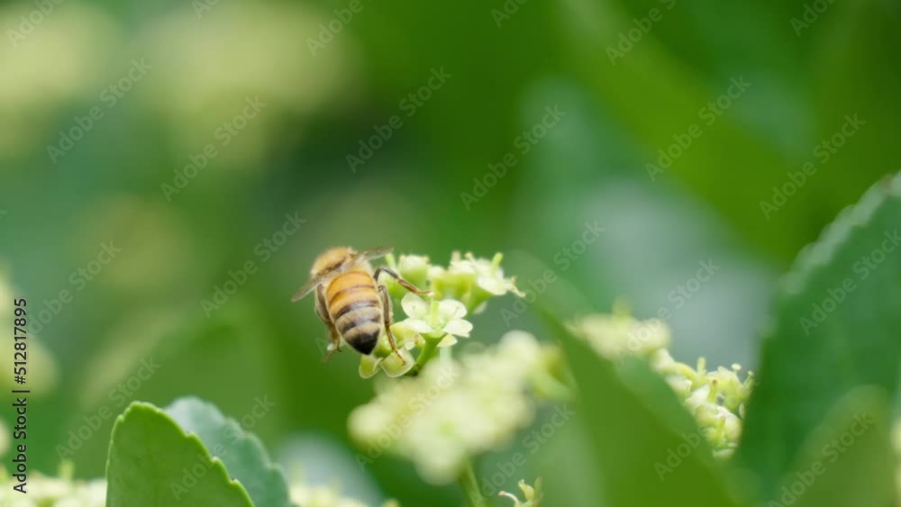 One Honey Bee gathering pollen from a Euonymus Japonicus blooming flower - macro One Honey Bee gathering pollen from a Euonymus Japonicus blooming flower - macro