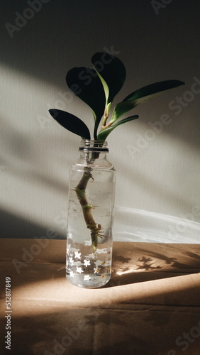 plant in plastic bottle