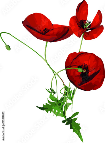 Front view of Plant Flower   Papaver rhoeas Common Poppy 2.2  Tree illustration vector 