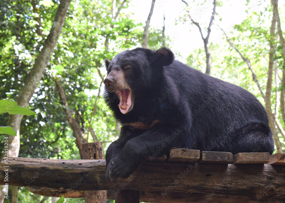 Obraz premium The Asian black bear, also moon bear is a medium sized bear species native to Asia that is largely adapted to an arboreal lifestyle.