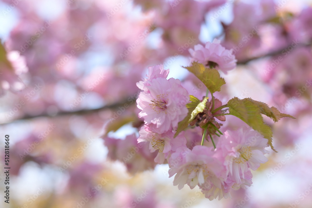 北海道の八重桜 北海道の八重桜