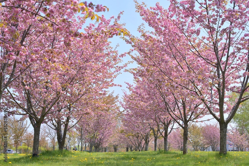 北海道の八重桜並木