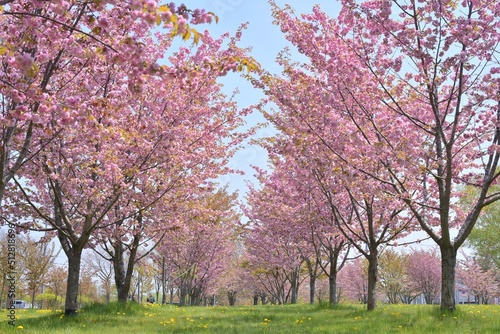 北海道の八重桜並木