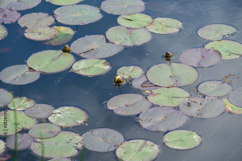 Garden pond with aquatic plants and water and lots of vegetation in green nature Garden pond with aquatic plants and water and lots of vegetation in green nature
