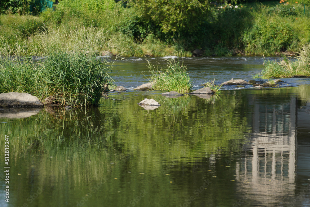 Garden pond with aquatic plants and water and lots of vegetation in green nature Garden pond with aquatic plants and water and lots of vegetation in green nature