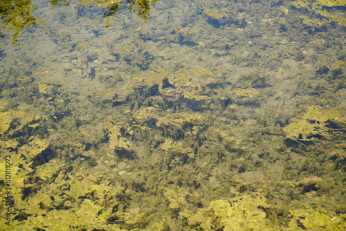 Garden pond with aquatic plants and water and lots of vegetation in green nature