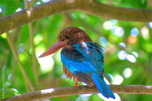 kingfisher on branch