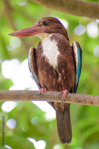 kingfisher on branch