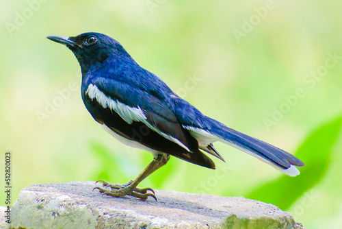 blue blackbird