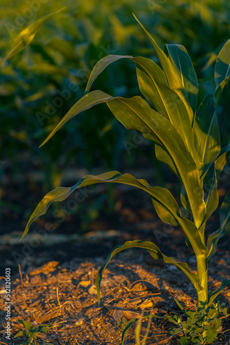 Young green corn growing on the field at sunset. Young Corn Plants. Corn grown in farmland, cornfield. Stalks, Moldova