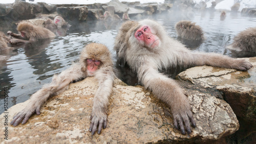 Photos Wild snow monkeys sitting in a hot spring, Japan.