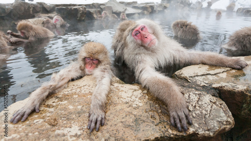 Wild snow monkeys sitting in a hot spring  Japan.