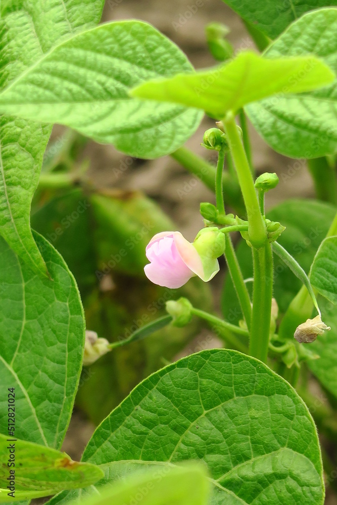 Obraz premium young pink bean flowers in a vegetable garden on a vegetable farm
