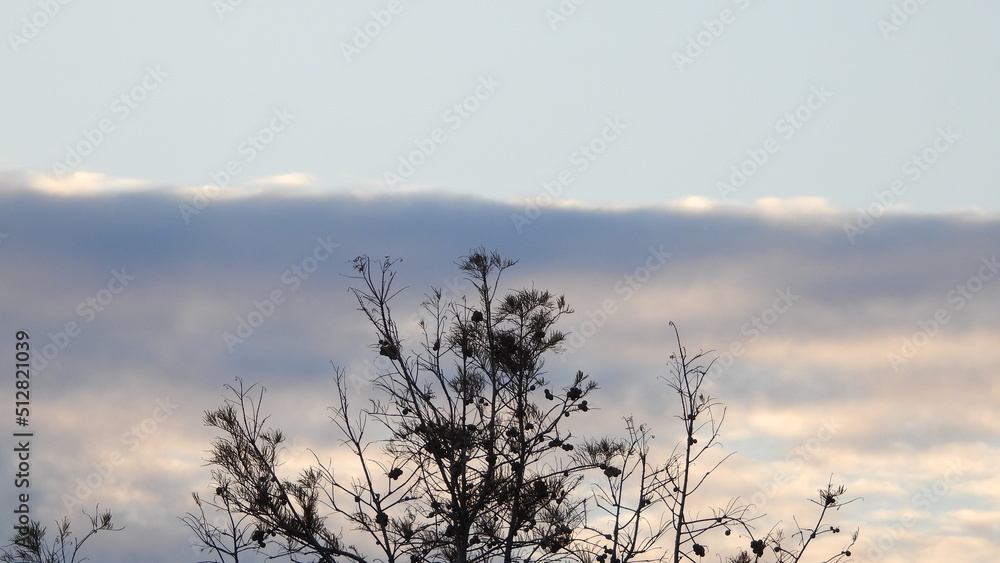 Fototapeta premium Paisaje de una tarde nubosa con la sombra de un árbol con las ramas secas 