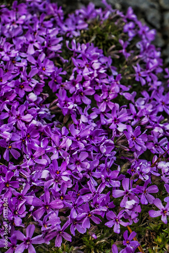 flowers in the garden