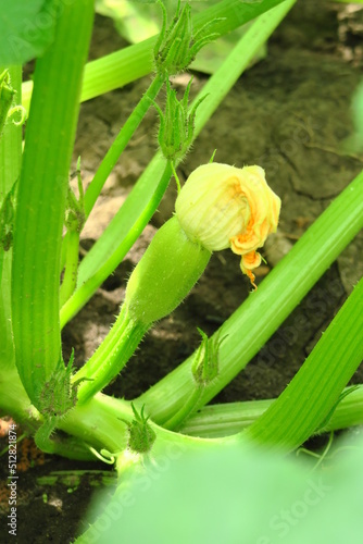 young yellow zucchini grows in the garden at a vegetable farm. ecological cultivation of vegetables concept