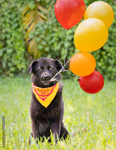 dog in the garden holding balloons