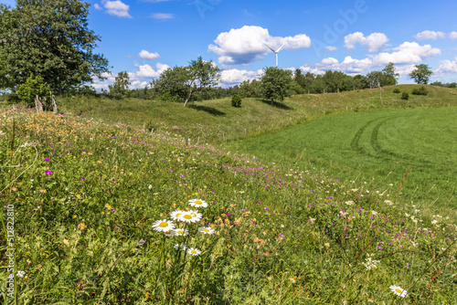 Flowering Oxeye daisy flowers in a rolling meadow landscape view