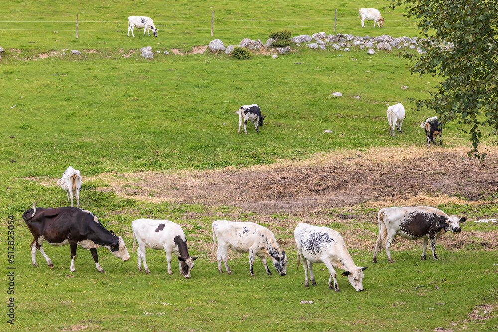 Green Meadow with grazing fjäll cattle