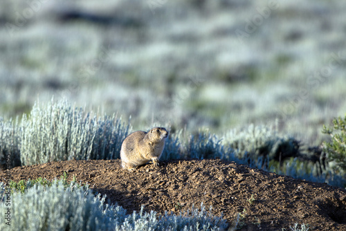 White-tailed Prairie Dog at his burrow in Arapaho National Wildlife Refuge in Colorado photo