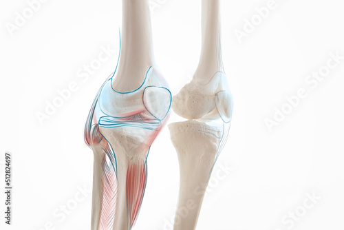 Knee meniscus leg bone pain, human leg anatomy illustration	 photo