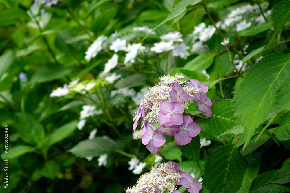 筑波山の紫陽花
