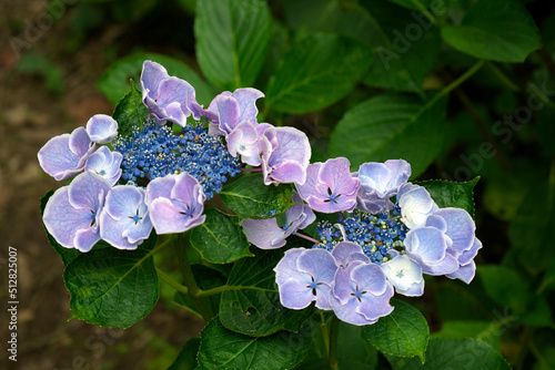 筑波山の紫陽花