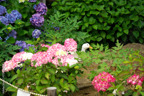 筑波山の紫陽花