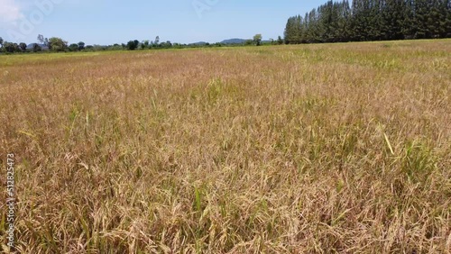 wheat field and sky