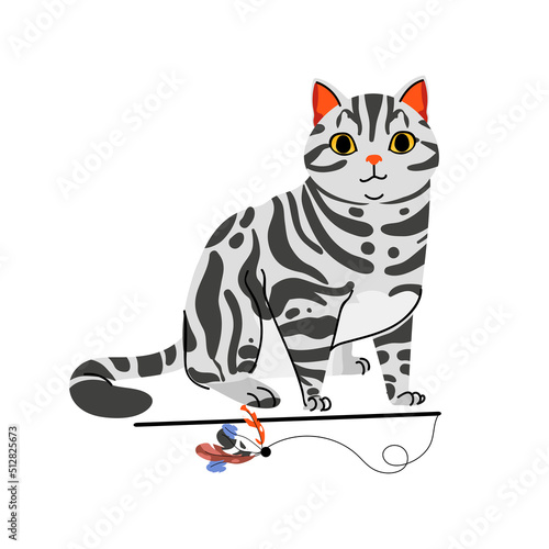 American Shorthair cat breed with toy isolated on white background. Pet animal vector character illustration