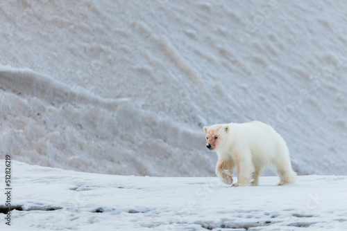 Fototapeta Naklejka Na Ścianę i Meble -  Shot in Svalbard may 2022, polar bear mother and cub eating a reindeer and walking down the shore