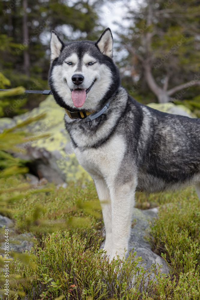 Portrait of a blue eyed beautiful smiling Siberian Husky dog with tongue sticking out in the forest background Portrait of a blue eyed beautiful smiling Siberian Husky dog with tongue sticking out in the forest background