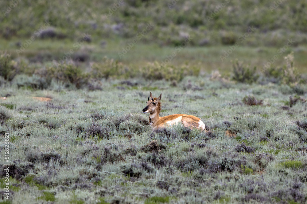 Female Pronghorn rests on the sagebrush prairie at Arapaho National Wildlife Refuge in Colorado Female Pronghorn rests on the sagebrush prairie at Arapaho National Wildlife Refuge in Colorado
