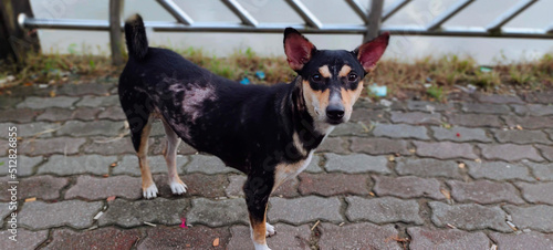 Quadro em tela Skin diseases (mange) of a black dirty street dog, Pet health problems concept