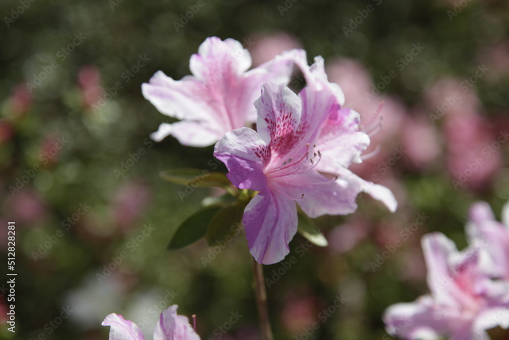 Fiori e Piante Fiori e Piante