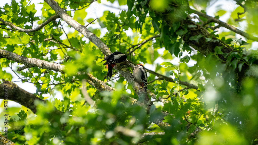 woodpecker in the wood giving food to his baby. woodpecker in the wood giving food to his baby.