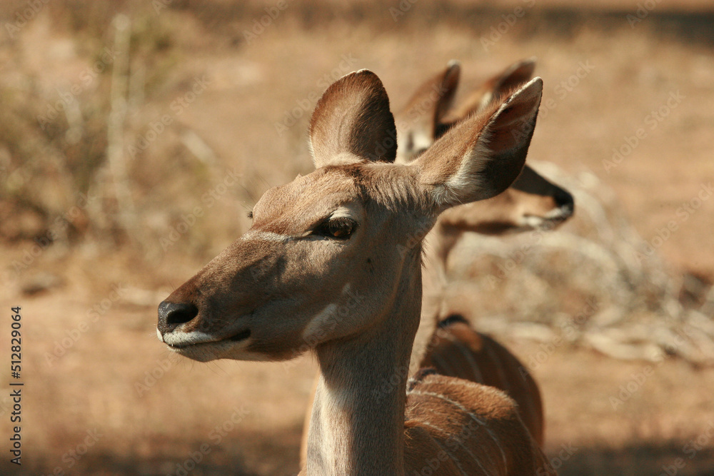 Kudu cow, Kruger National Park, South Africa Kudu cow, Kruger National Park, South Africa