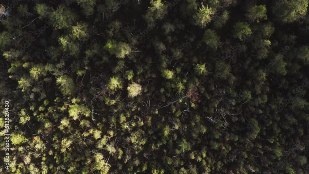 Monoculture spruce forest aerial during a sunny day in Mondsee, Austria Monoculture spruce forest aerial during a sunny day in Mondsee, Austria