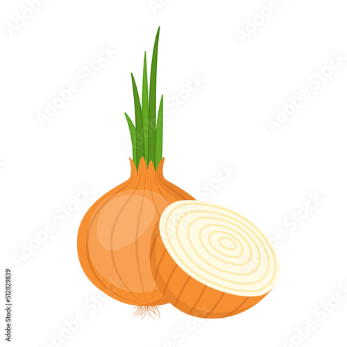 Onion, whole and cut. Organic farm vegetable, vector illustration