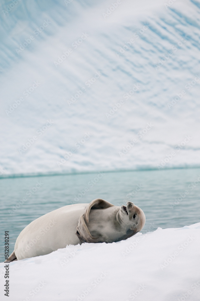 Happy Antarctica Weddell seal laughing on the glacier