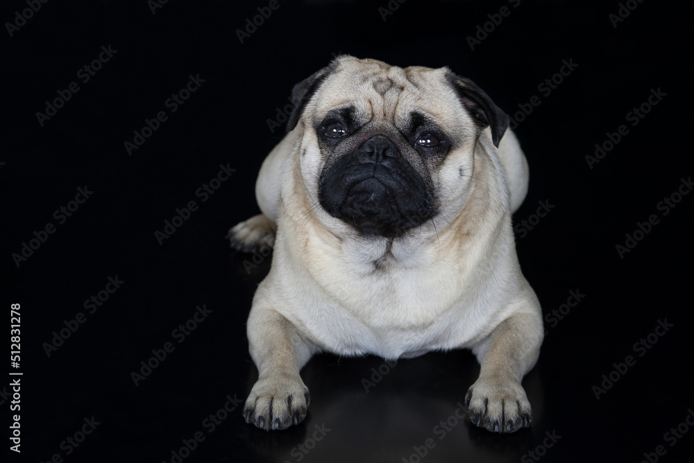 A pug in front of a black background. The wrinkled face makes the pug one of the most well-known dog breeds in the world. Even if he looks a bit grumpy, he has a friendly character.