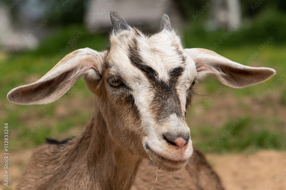 close-up portrait of a goatling. funny animals, veterinary. close-up portrait of a goatling. funny animals, veterinary.