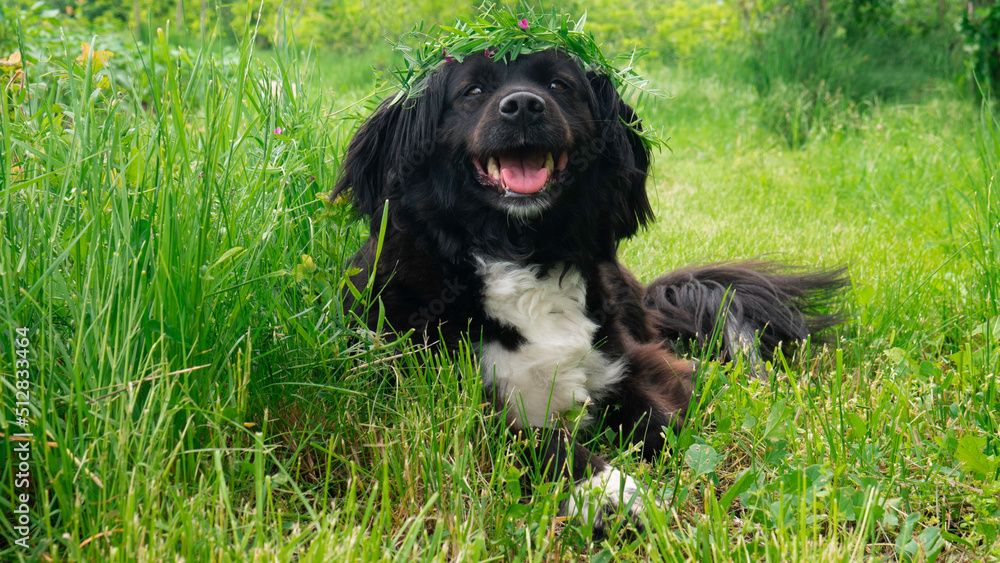 A black dog is lying on the green grass with a spring wreath on its head. A black dog is lying on the green grass with a spring wreath on its head.