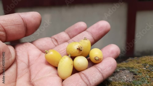 Azadirachta indica fruits.
 It's other names Neem, nimtree or Indian lilac. Its fruits are the source of neem oil. many aruvedic medicines are made from its leaves, flower, seeds and bark. photo