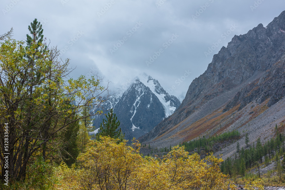 Dramatic autumn landscape with yellow leaves on trees against snowy mountain peak in low clouds. Forest among gold flora with view to snow peaked top in overcast. Golden autumn colors in mountains.