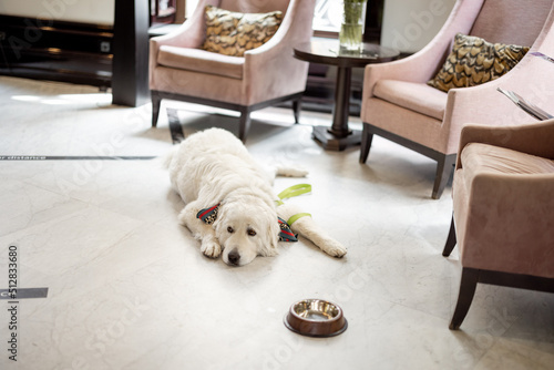 Fotografie, Obraz Adorable white dog lying on the floor at lobby of luxury hotel