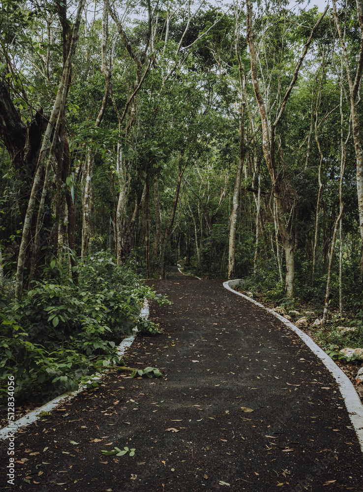 Jungle trail with green plants and trees through tropical forest on a cloudy afternoon in Tulum