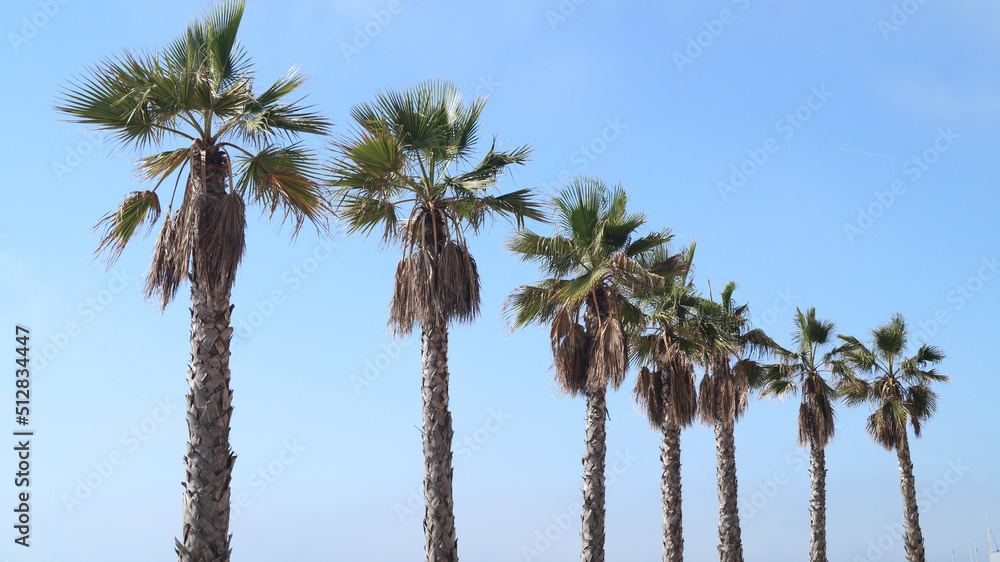 Palm trees with blue sky. Summer background. Space for text.